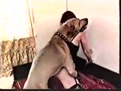 A skinny, long-legged, amateur cougar wearing underwear is being raped by the household dog.